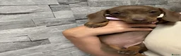 Miniature Dachshund dogs for sale: Miniature dachshund puppies  - Advert 8
