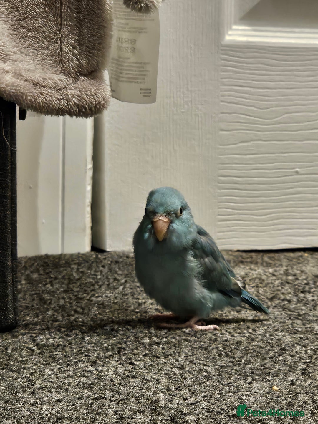 Parrots birds for sale: Female parrotlet - Image 2
