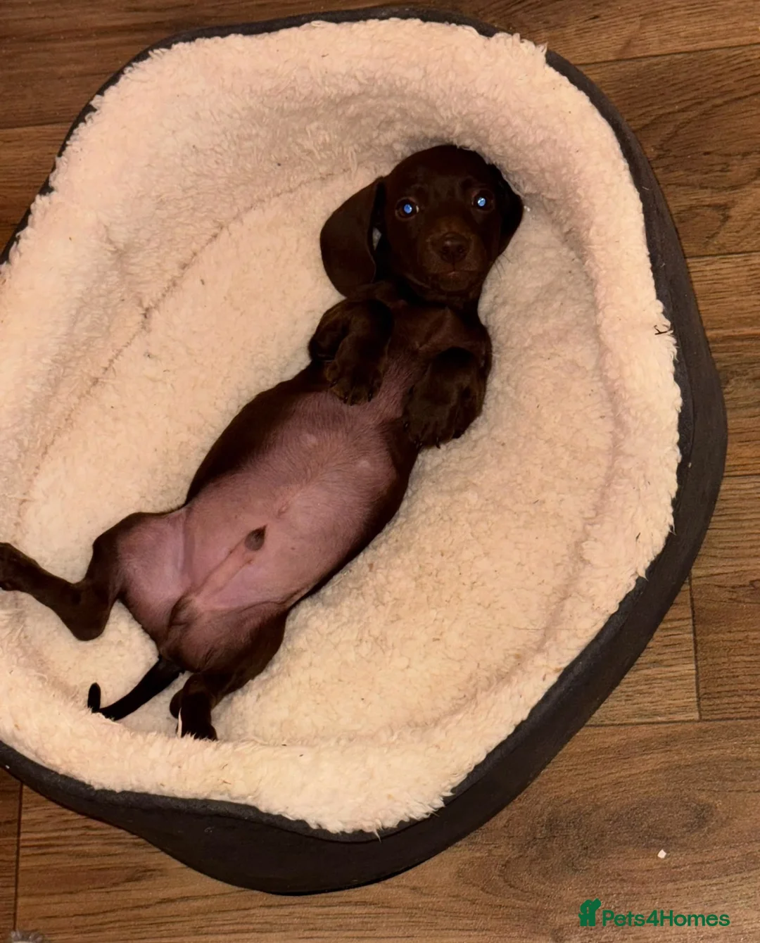 Miniature Dachshund dogs for sale: Chocolate miniature dachshund in Nuneaton - Advert 2