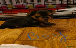 Yorkshire Terrier dogs for sale: 2 tiny Yorkshire terriers 1 male 1 female - Advert 10