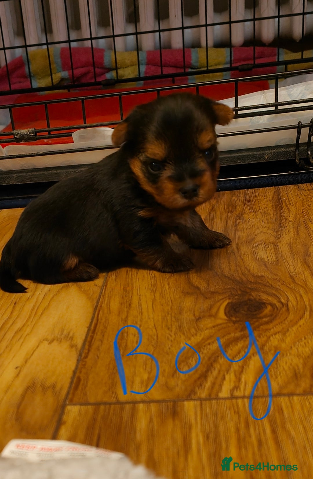 Yorkshire Terrier dogs for sale: 2 tiny Yorkshire terriers 1 male 1 female - Advert 10