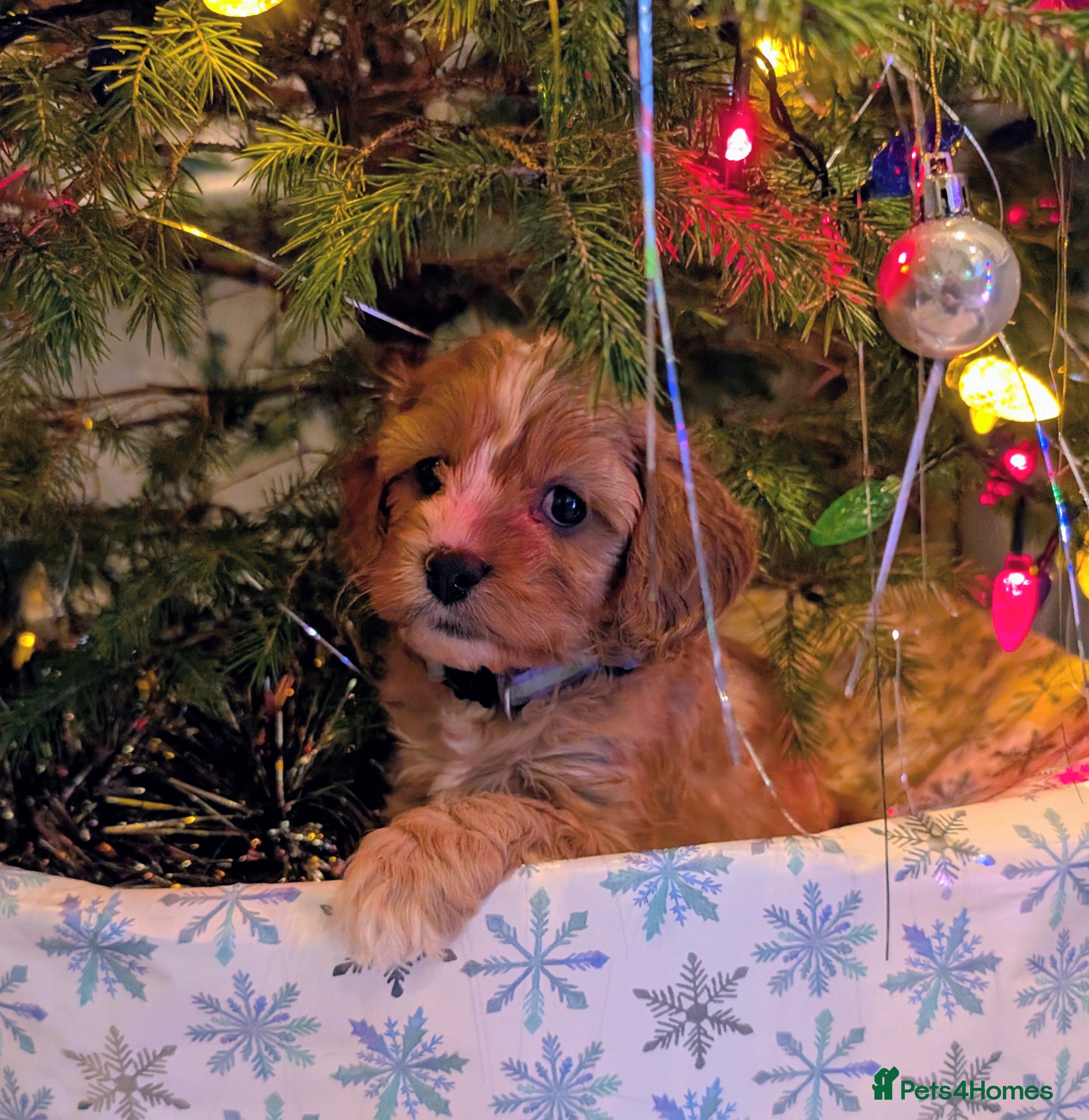 Cavapoo dogs ❤️F1 CAVAPOO BABIES❤️ HEALTH TESTED PARENTS!🐩 - Advert 1