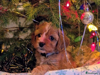 Cavapoo dogs ❤️F1 CAVAPOO BABIES❤️ HEALTH TESTED PARENTS!🐩 - Advert 1