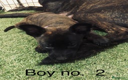 Belgian Shepherd Dog dogs for sale: Dutch shepherd/ Belgian malinois  - Image 3