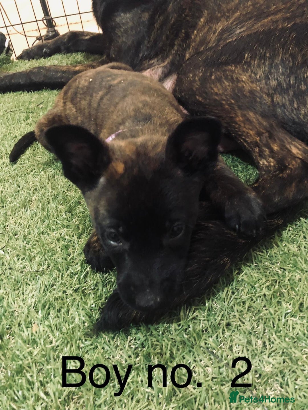Belgian Shepherd Dog dogs for sale: Dutch shepherd/ Belgian malinois  - Image 3