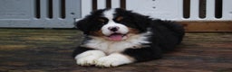 Bernese Mountain Dog dogs for sale: Beautiful pups from fully health tested patents - Advert 6