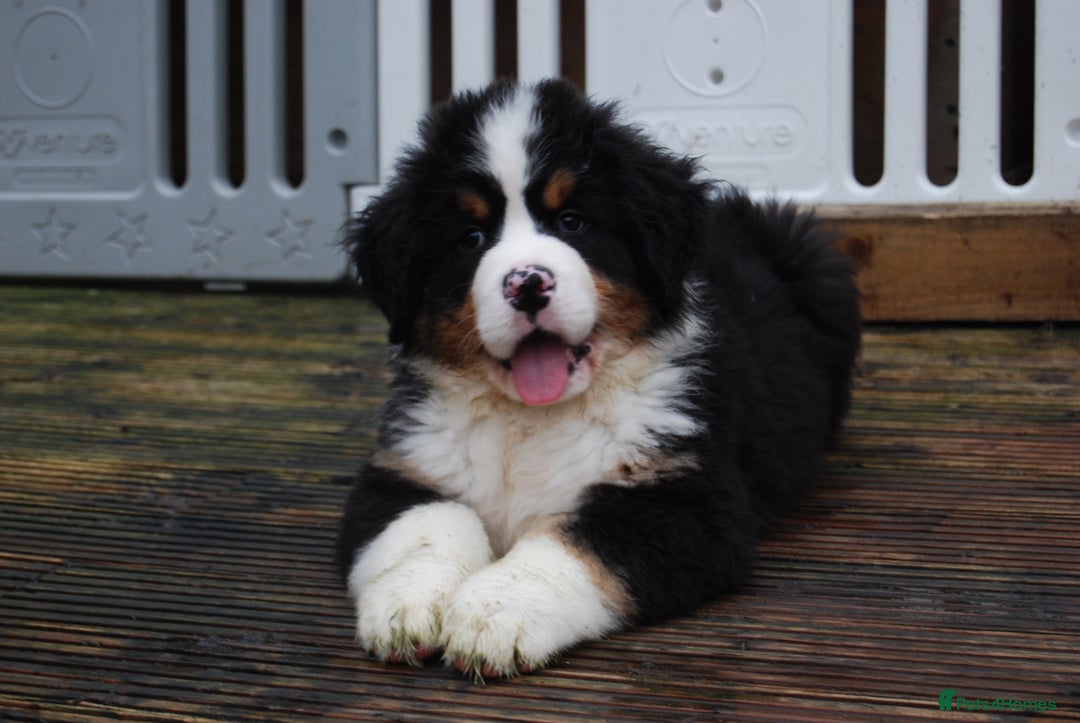 Bernese Mountain Dog dogs for sale: Beautiful pups from fully health tested patents - Advert 6