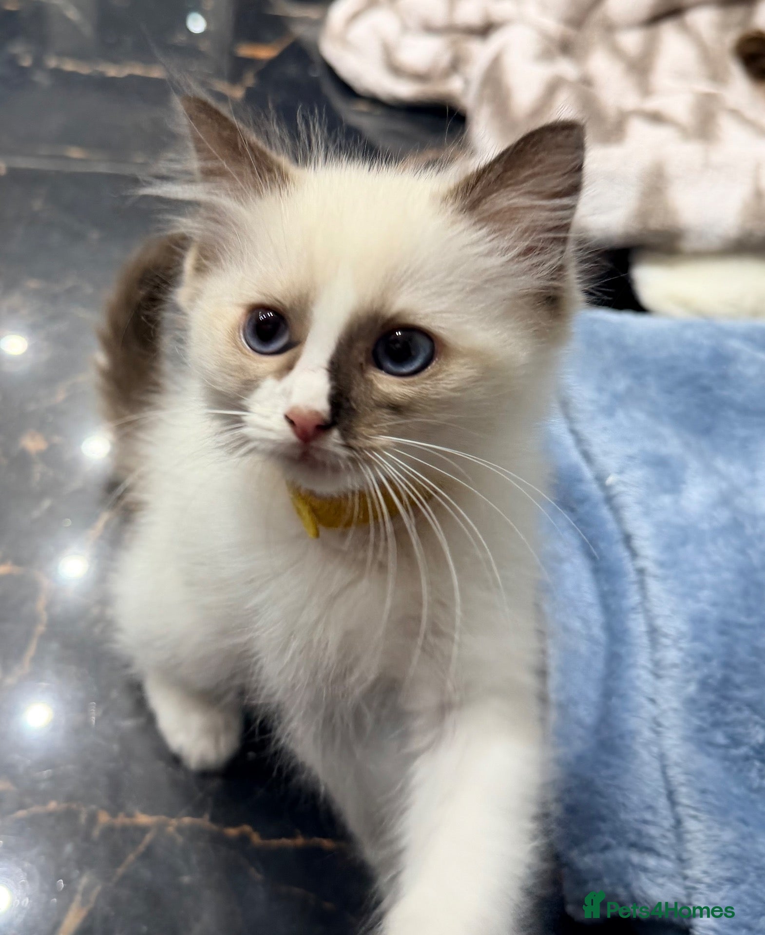Ragdoll cats Purebred Ragdoll Male kitten left - Advert 2