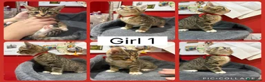 Mixed Breed 6