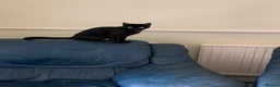 Mixed Breed cats for sale: Two Beautiful Black Female cats - Indoor Only   - Advert 2