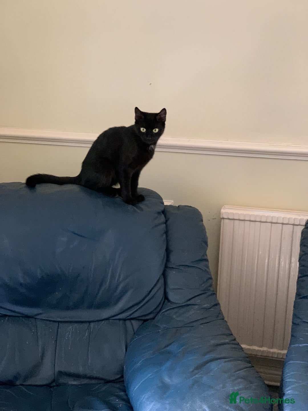 Mixed Breed cats for sale: Two Beautiful Black Female cats - Indoor Only   - Advert 2