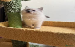 Birman cats for sale: Blue point female kitten for sale  - Image 7