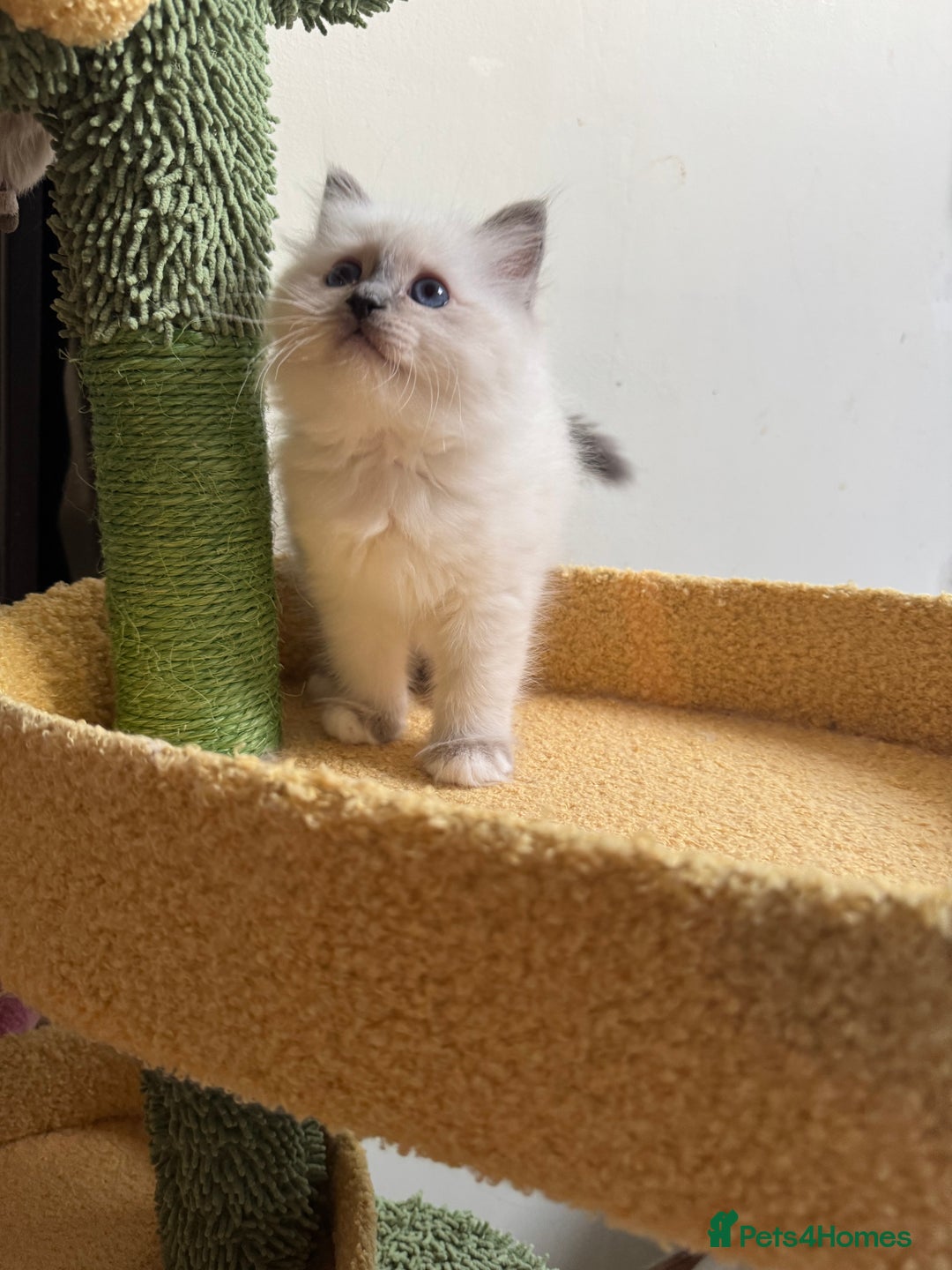 Birman cats for sale: Blue point female kitten for sale  - Image 7
