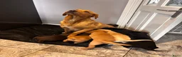 Labrador Retriever dogs for sale: Labrador puppies in Bishop Auckland - Advert 11