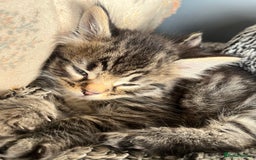 Egyptian Mau cats for sale: Egyptian mau x - Image 25