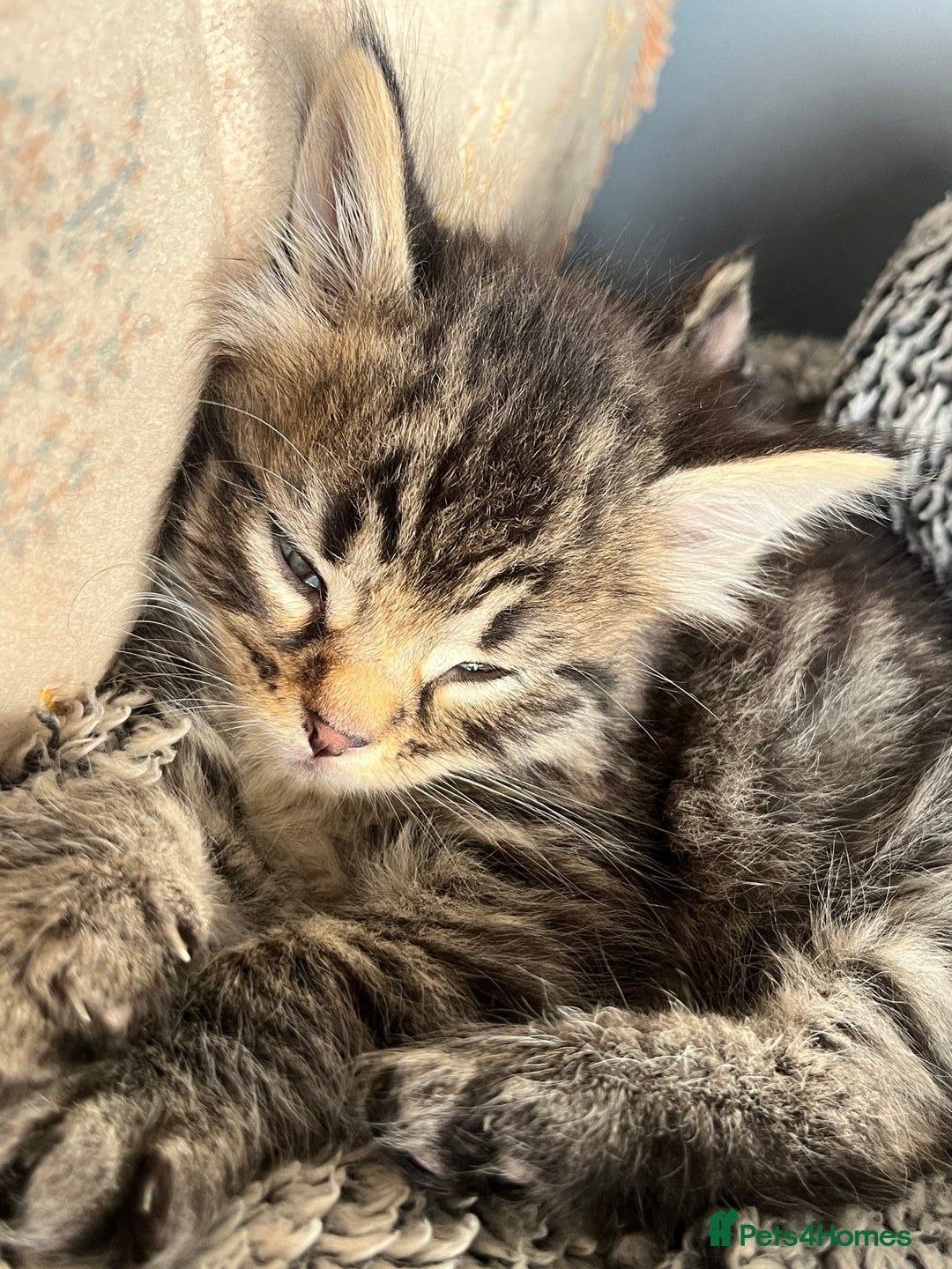 Egyptian Mau cats for sale: Egyptian mau x - Image 25