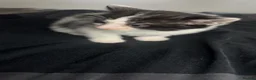 Domestic Shorthair cats for sale: 3 kittens and a mother for sale in Bilston - Advert 7