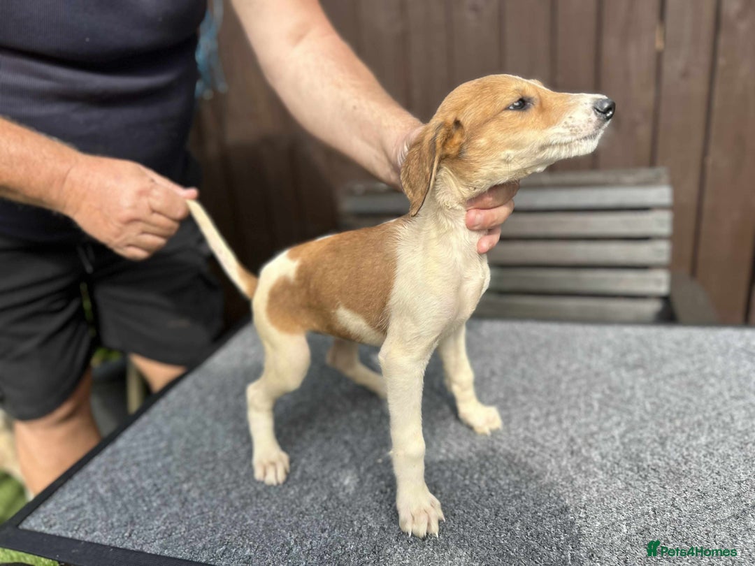 Lurcher dogs for sale: Beautiful Lurcher Puppies – Well Bred, Ready Now! - Image 17