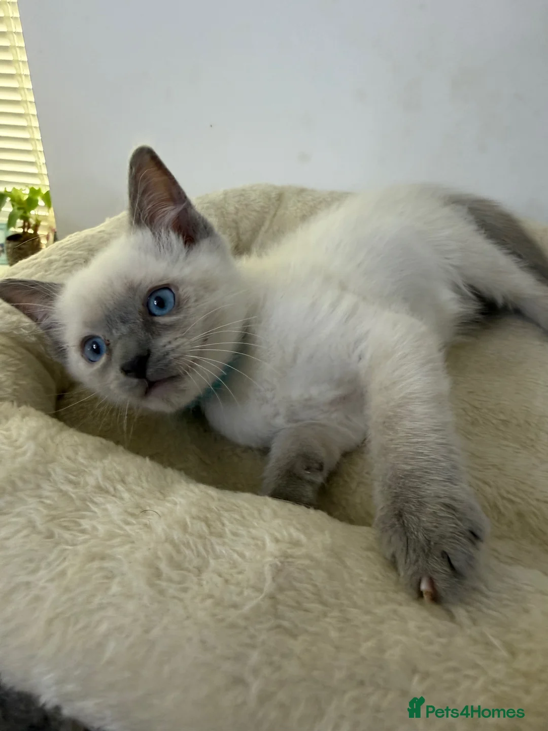 Ragdoll cats for sale: Adorable and friendly Ragdoll Kittens - Advert 2
