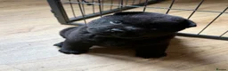 Mixed Breed dogs for sale: Adorable Chaffy pups  in Clitheroe - Advert 30