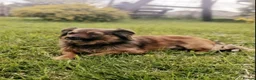 Mixed Breed dogs for adoption: ❤️🐶 MAIKA – SHE LOVES SO QUIETLY in Burton-on-Trent - Advert 9