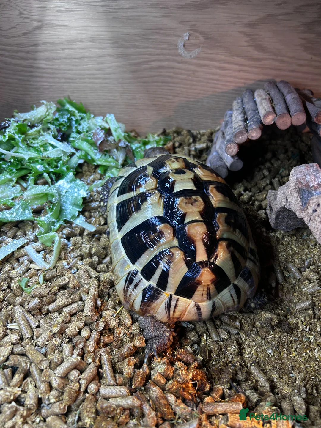 Tortoise reptiles for sale: Hermann Tortoise in Shrewsbury - Advert 2