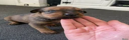 Mixed Breed dogs for sale: ROTTWEILER cross bullmastiff  - Advert 4