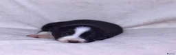 Border Collie dogs for sale: KC registered sport puppies - Advert 6