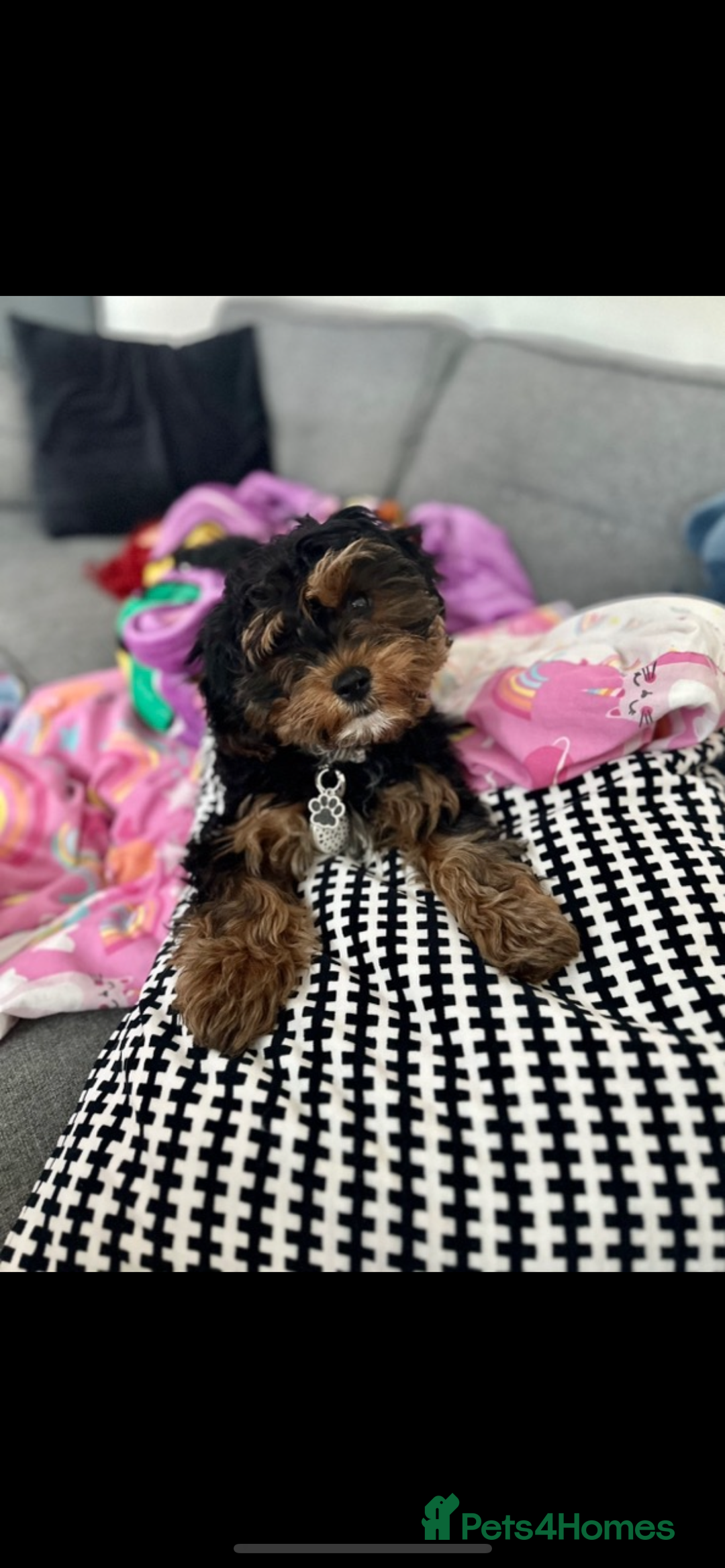 Cavapoo dogs for sale: Cavapoo - Advert 9