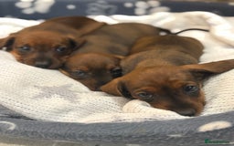 Miniature Dachshund dogs for sale: Miniature Dachshund puppies - Image 15
