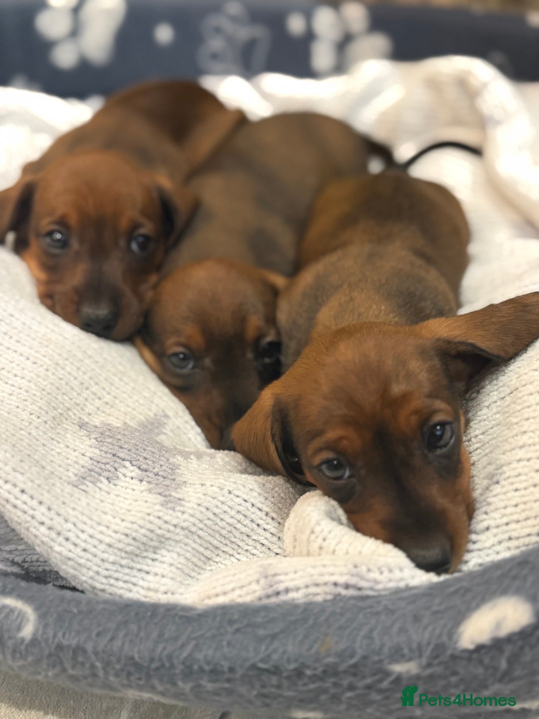 Miniature Dachshund dogs for sale: Miniature Dachshund puppies - Image 15