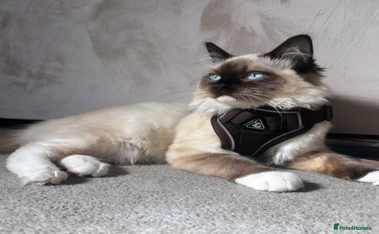 Ragdoll cats - Advert 7