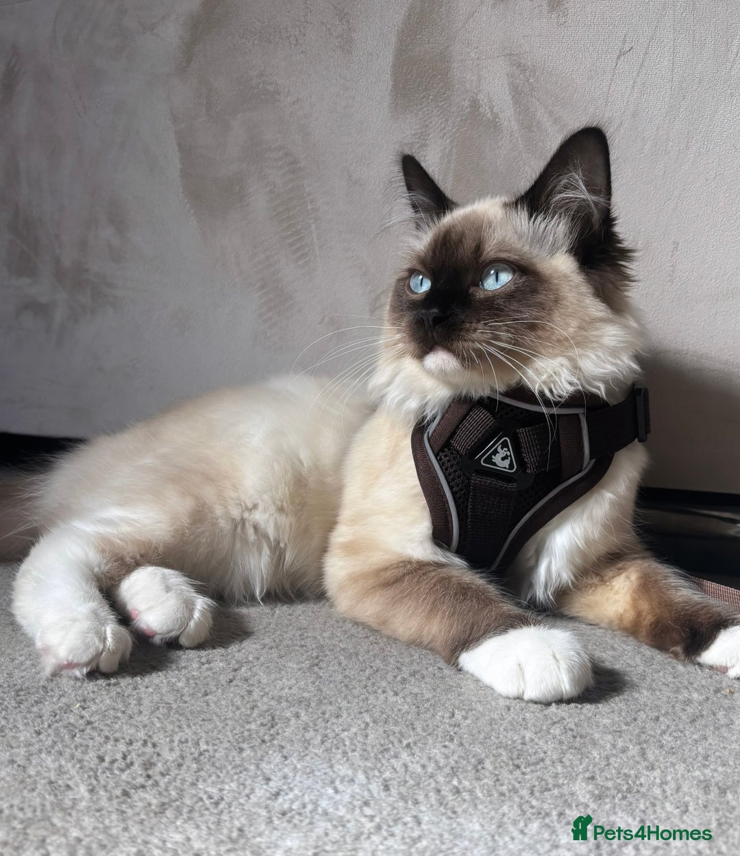 Ragdoll cats for sale: Enzo  - Image 1