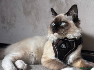 Ragdoll cats - Advert 12