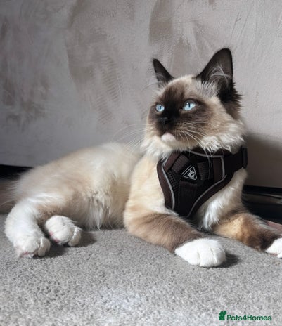 Ragdoll cats - Advert 10