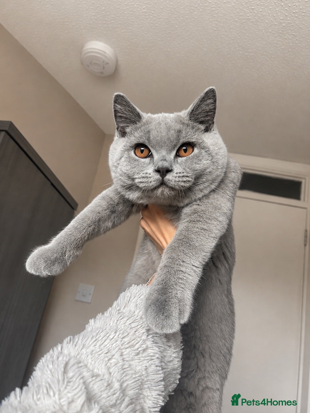 British Shorthair cats Registered Champion Line MALE British Shorthair🏆 - Advert 3