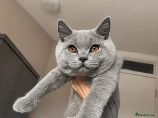 British Shorthair cats Registered Champion Line MALE British Shorthair🏆 - Advert 3