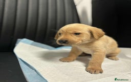 Labrador Retriever dogs for sale: Adorable KC registered fox red and black labs  - Image 17