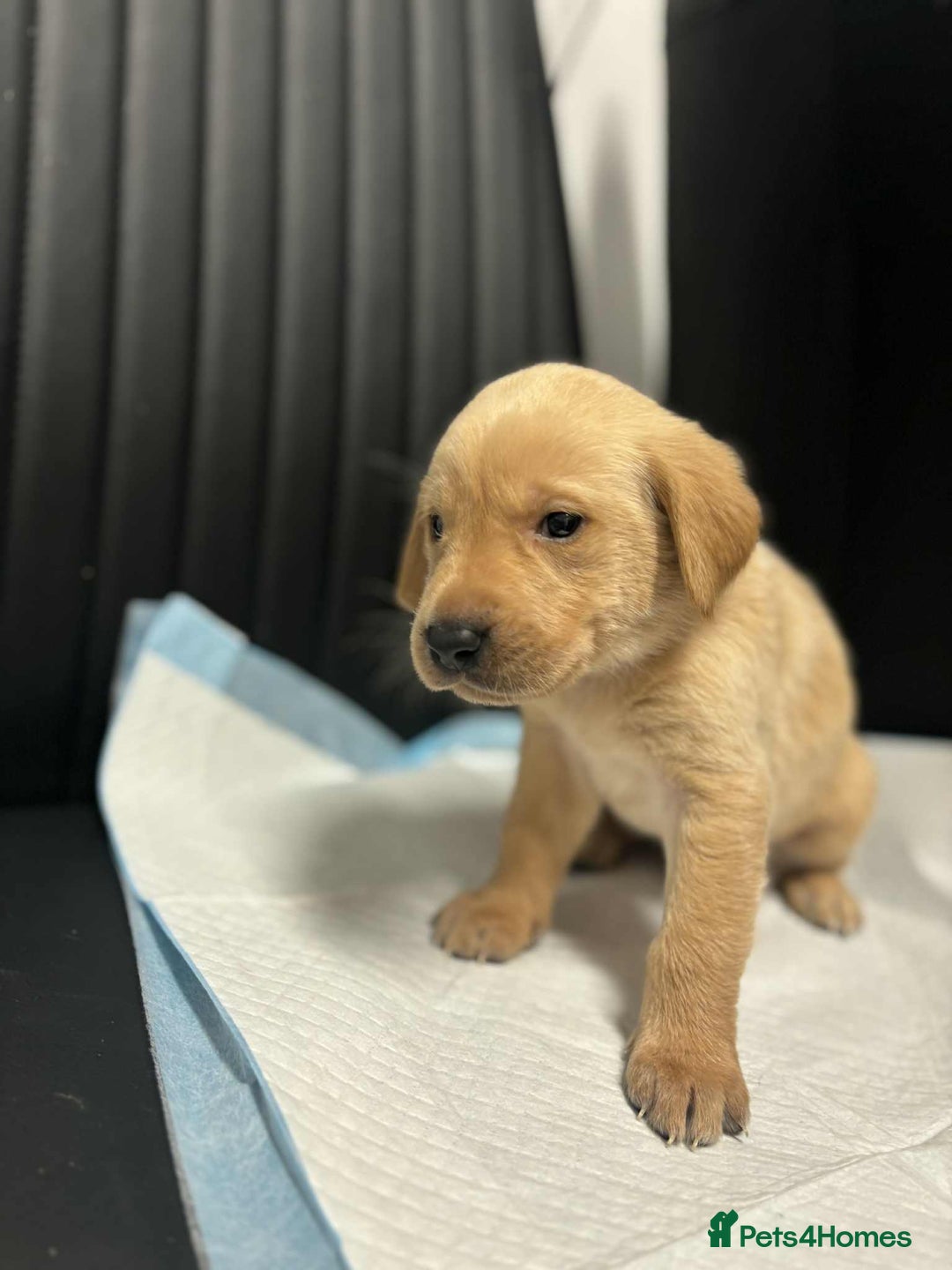 Labrador Retriever dogs for sale: Adorable KC registered fox red and black labs  - Image 17