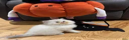 British Longhair cats for sale:  GCCF reg British Longhair/Shorthair Kittens in Okehampton - Advert 8