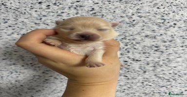Pomeranian dogs - Advert 13
