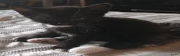 Mixed Breed cats for sale: 2 female kittens ready go now  - Advert 9