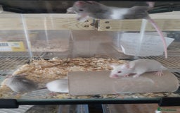 Mouse rodents for sale: Fancy mice babies  in Manchester - Image 2