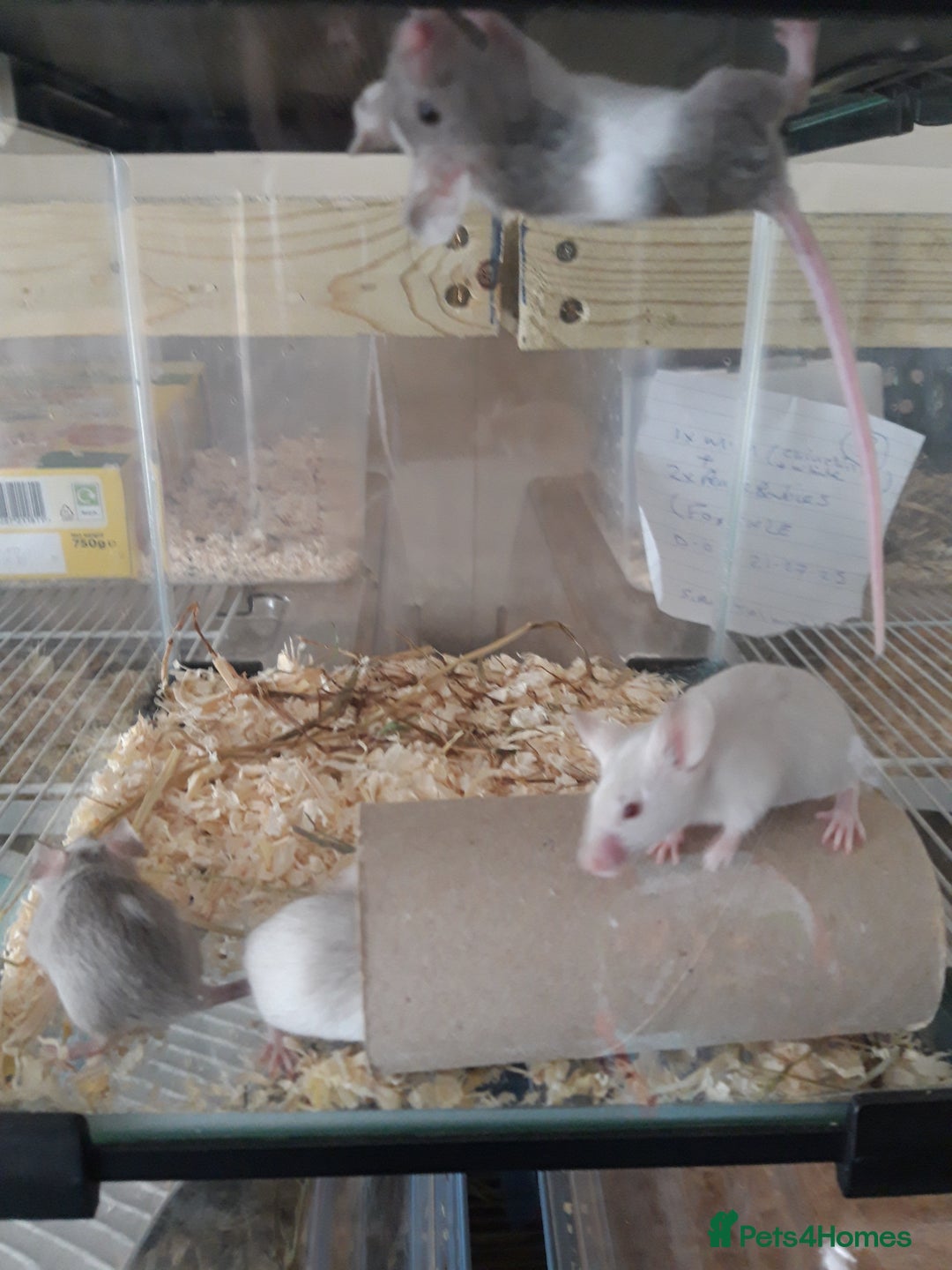 Mouse rodents for sale: Fancy mice babies  in Manchester - Image 2