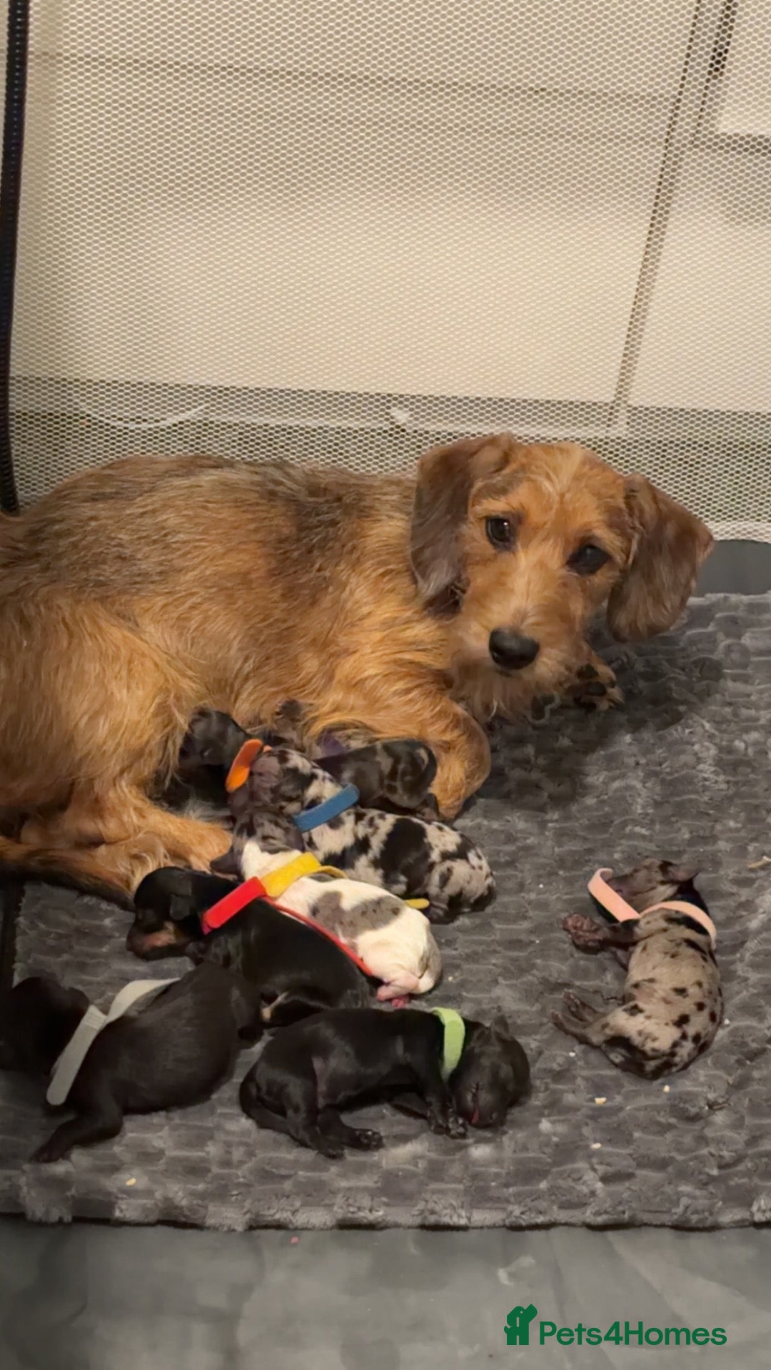 Mixed Breed dogs Dachshund cross puppies  - Advert 1