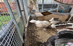 Turkeys poultry for sale: Mixed turkeys - Image 3