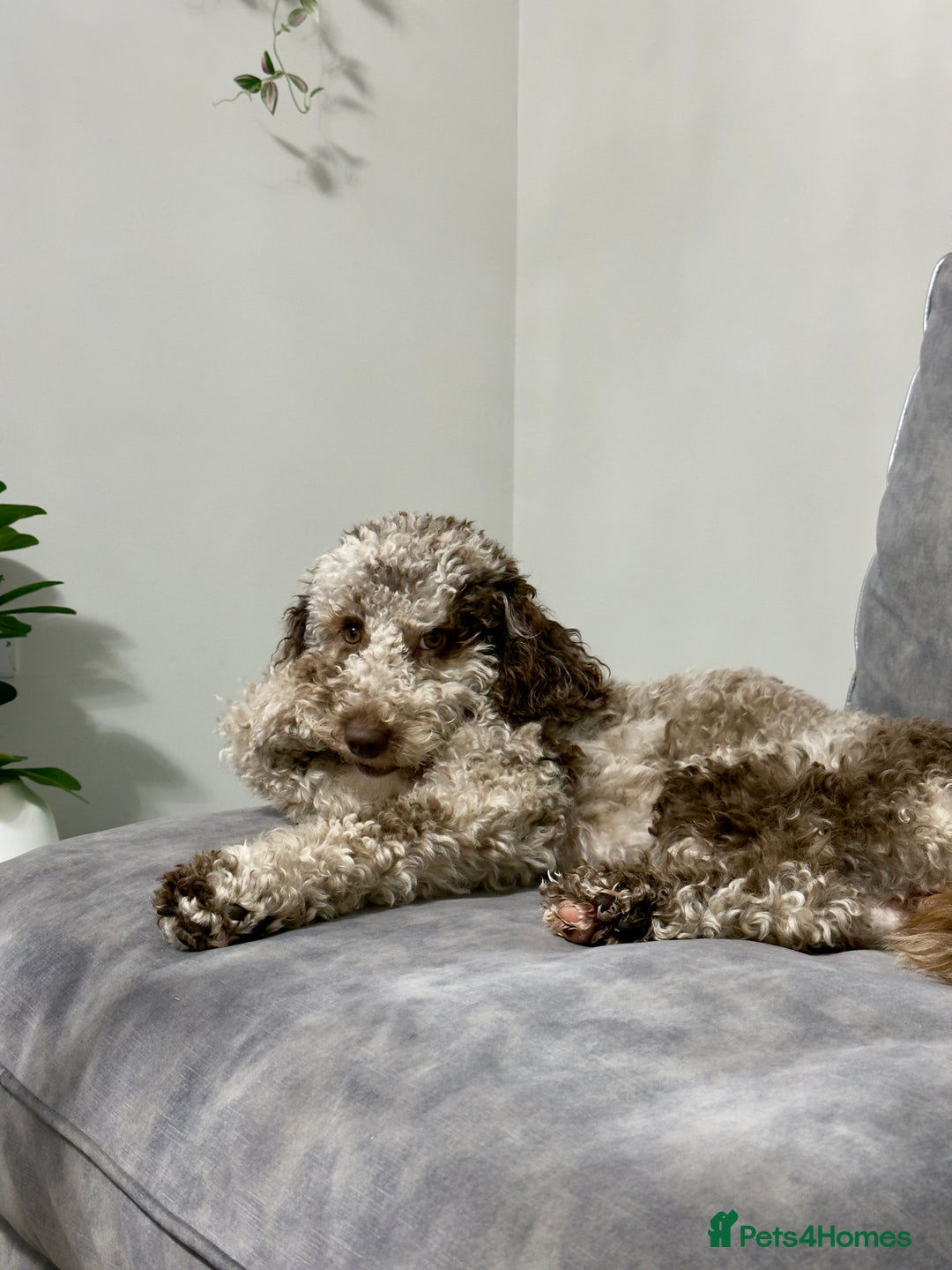 Bernedoodle dogs for sale: Miniature Bernedoodle Puppies - Image 19