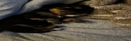 Cavalier King Charles Spaniel dogs for sale: Beautiful cavalier king charles pups KC registered - Advert 5