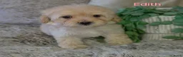 Maltipoo dogs for sale: Quality Toy Maltipoos Japan & USA CHAMPION lines  - Advert 23