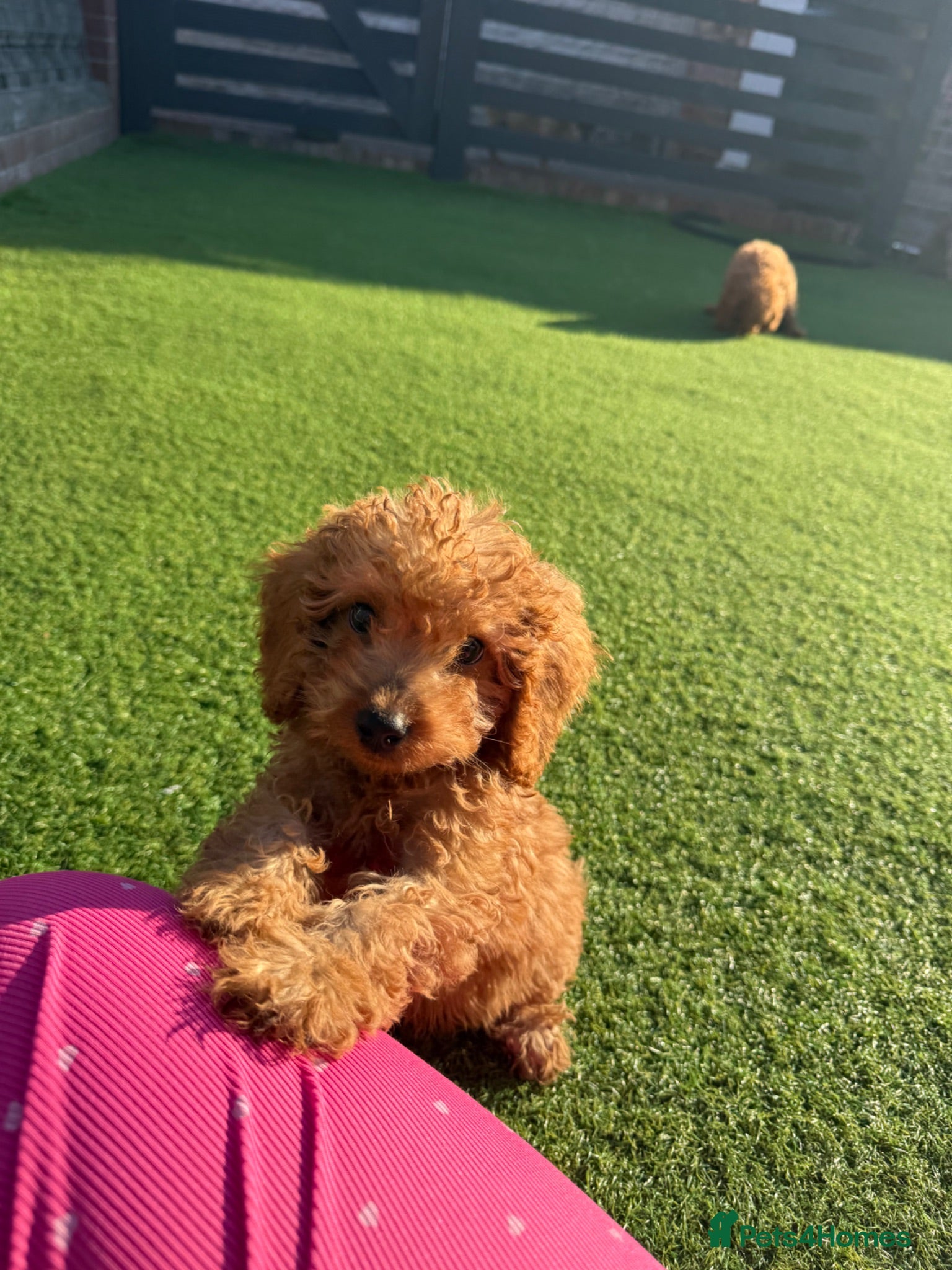 Cockapoo dogs F2 Cockerpoo’s - Advert 2